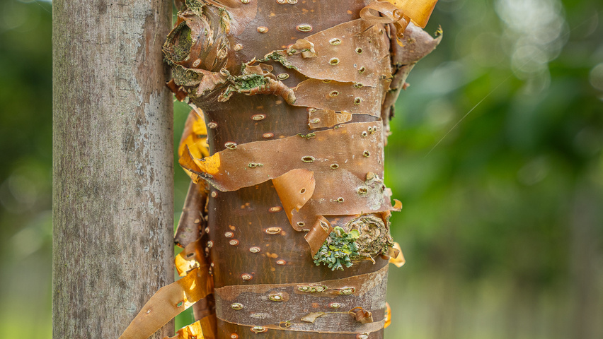 Syringa pekinensis 'China Snow' bast