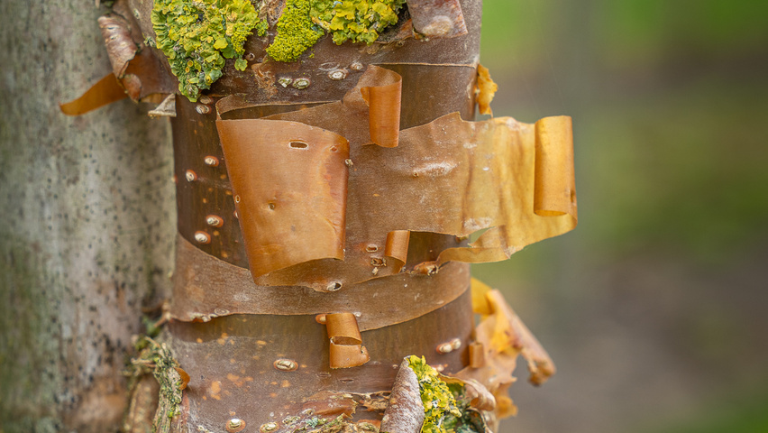 Syringa pekinensis 'China Snow' bast