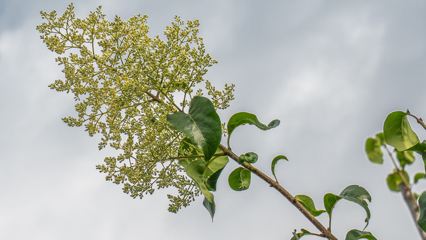 Syringa pekinensis 'China Snow' bloem