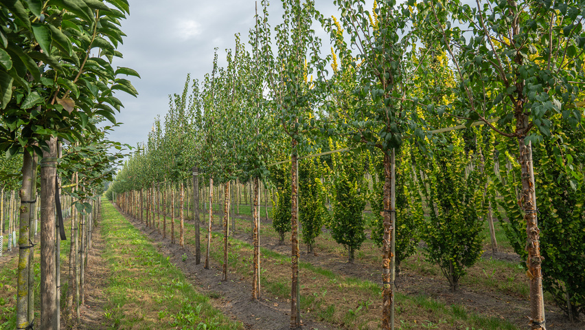 Syringa pekinensis 'China Snow' hoogstam