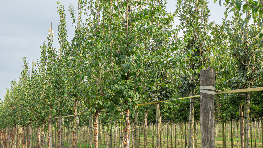 Syringa pekinensis 'China Snow' hoogstam
