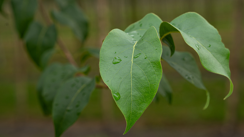 Syringa pekinensis 'China Snow' blad
