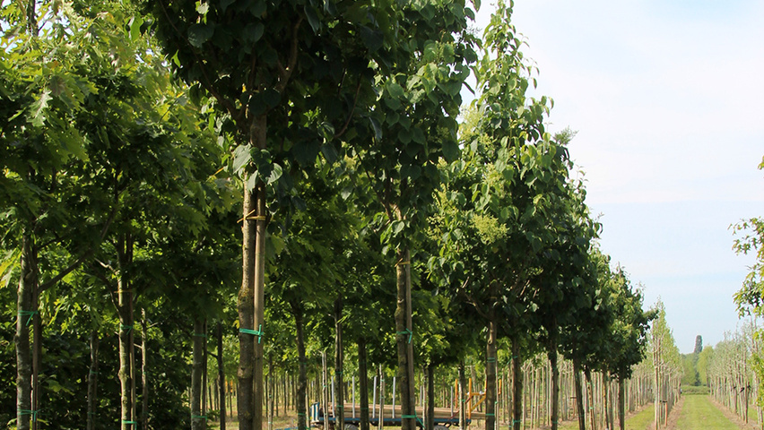 Syringa reticulata 'Ivory Silk' hochstämmig