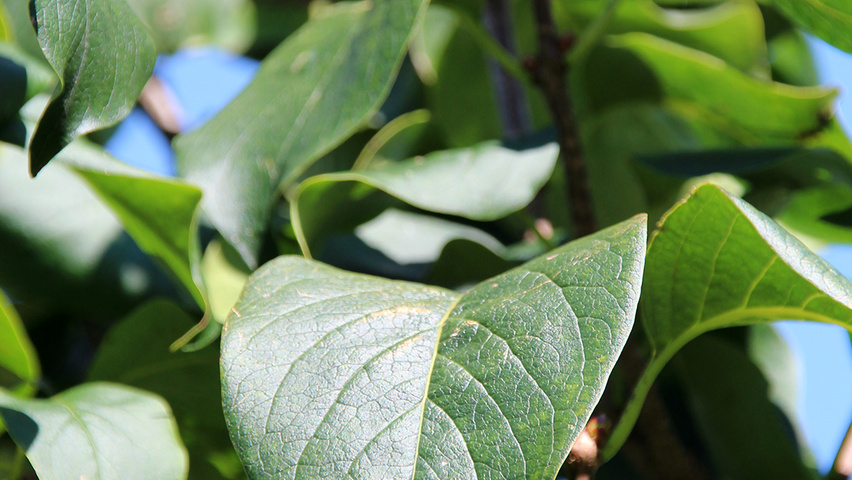 Syringa reticulata 'Ivory Silk' Blatt
