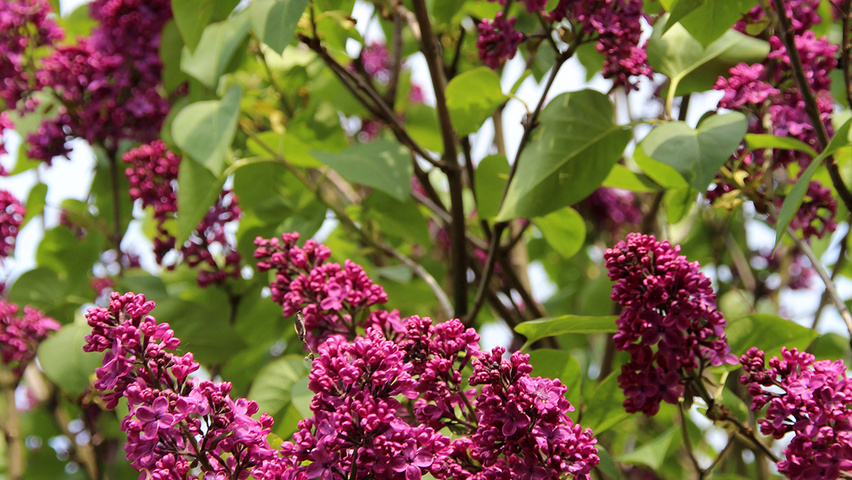 Syringa vulgaris 'Andenken an Ludwig Späth' Blumen