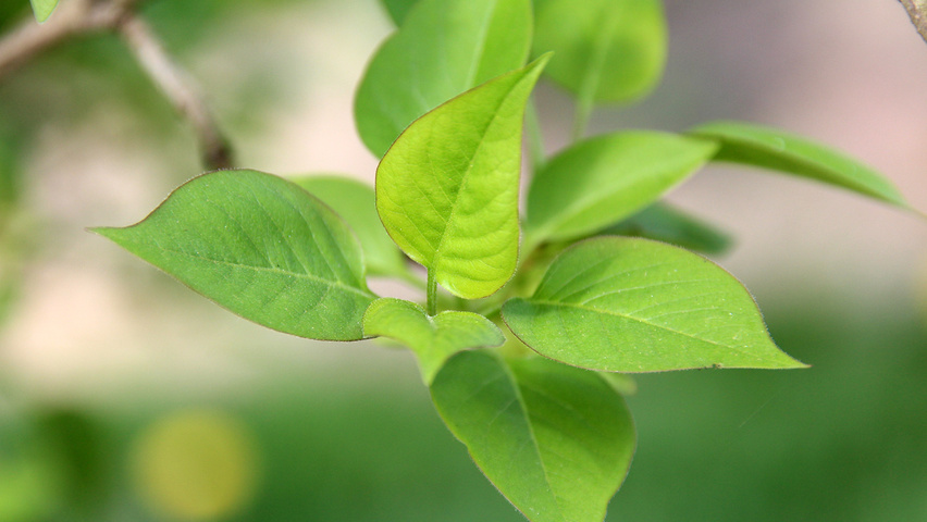 Syringa vulgaris 'Andenken an Ludwig Späth' Blatt