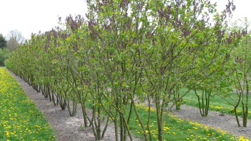 Syringa vulgaris 'Andenken an Ludwig Späth' mehrstämmige