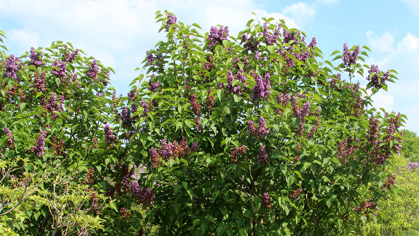 Syringa vulgaris 'Andenken an Ludwig Späth' mehrstämmige