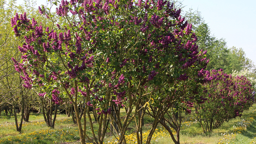 Syringa vulgaris 'Andenken an Ludwig Späth' mehrstämmige