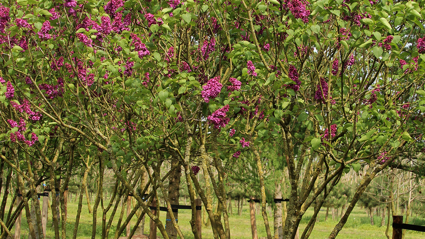 Syringa vulgaris 'Andenken an Ludwig Späth' mehrstämmige Schirmform