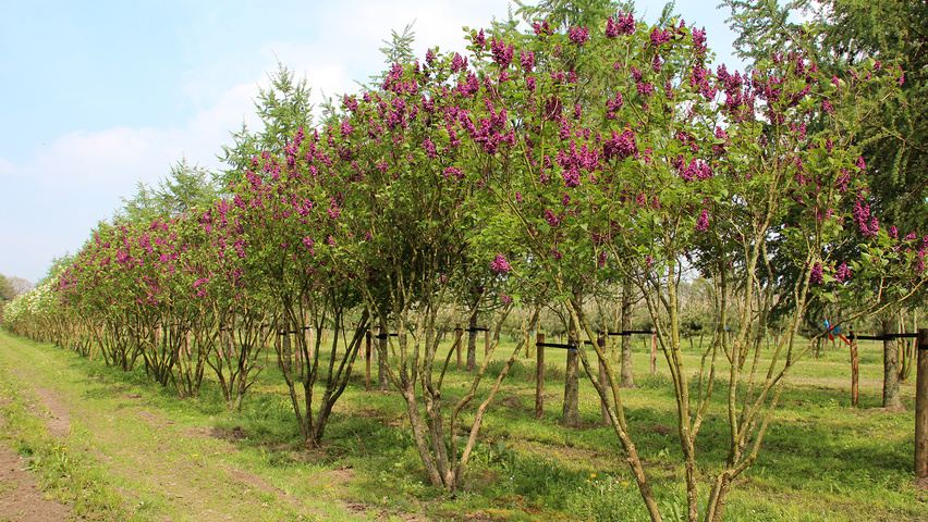 Syringa vulgaris 'Andenken an Ludwig Späth' mehrstämmige Schirmform