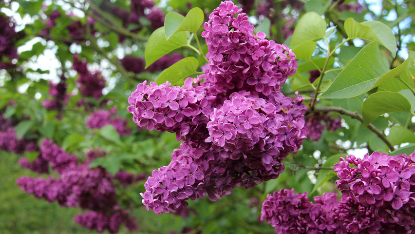 Syringa Vulgaris Charles Joly Treeebb Online Tree Finding Tool Syringa Vulgaris Charles Joly Flowers