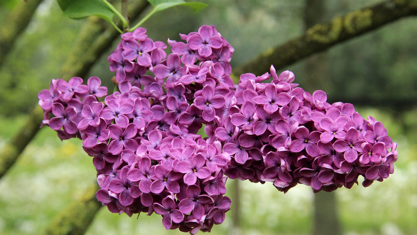 Syringa vulgaris 'Charles Joly' цветки
