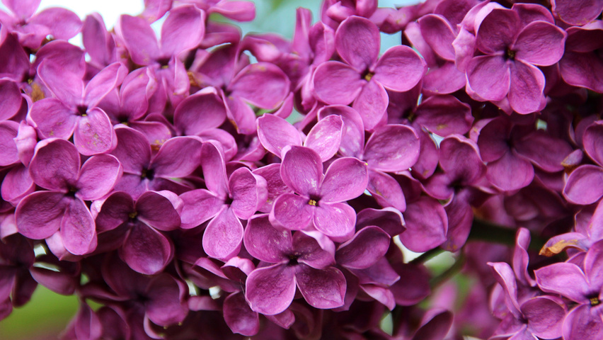 Syringa vulgaris 'Charles Joly' цветки