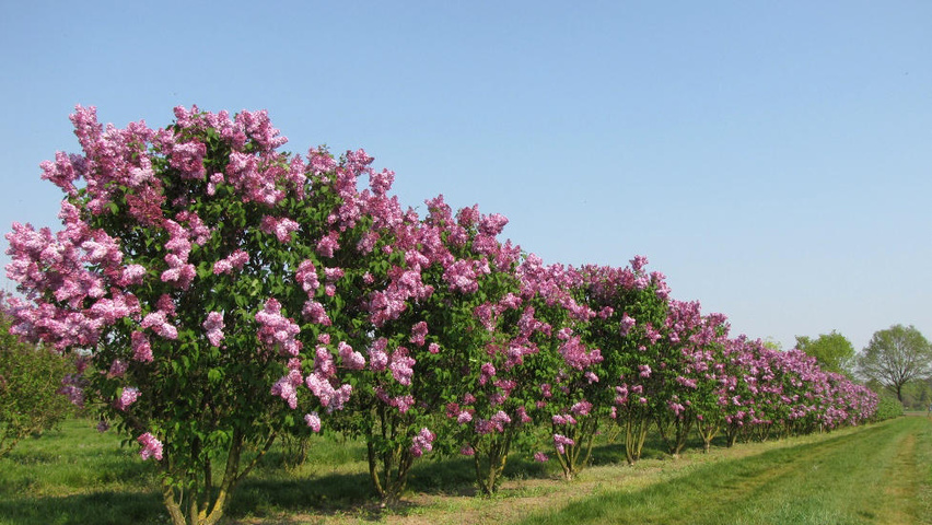 Syringa Vulgaris Charles Joly Treeebb Online Tree Finding Tool Syringa Vulgaris Charles Joly