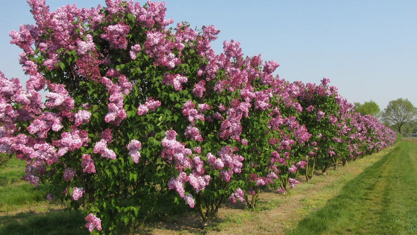 Syringa Vulgaris Charles Joly Treeebb Online Tree Finding Tool Syringa Vulgaris Charles Joly