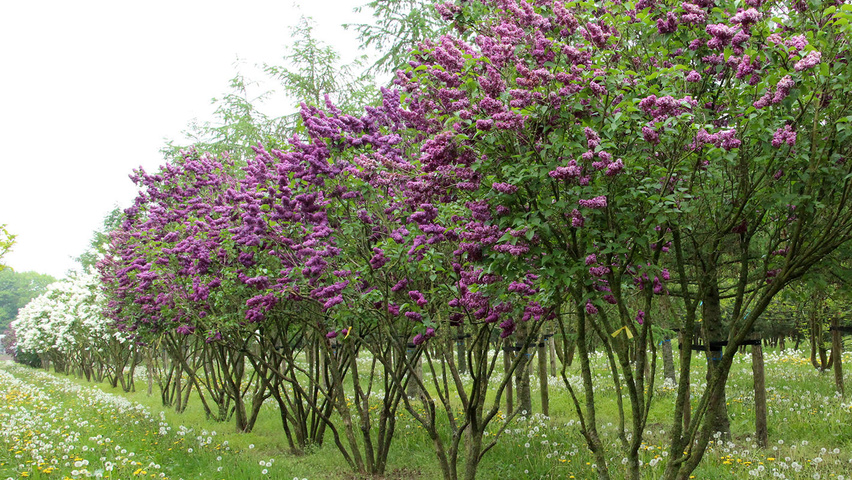 Syringa Vulgaris Charles Joly Treeebb Online Tree Finding Tool Syringa Vulgaris Charles Joly Multi Stem Umbrella