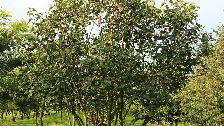 Syringa vulgaris 'Charles Joly' Многоствольные зонтичные формы