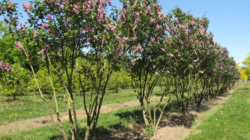 Syringa vulgaris 'Charles Joly' Многоствольные зонтичные формы