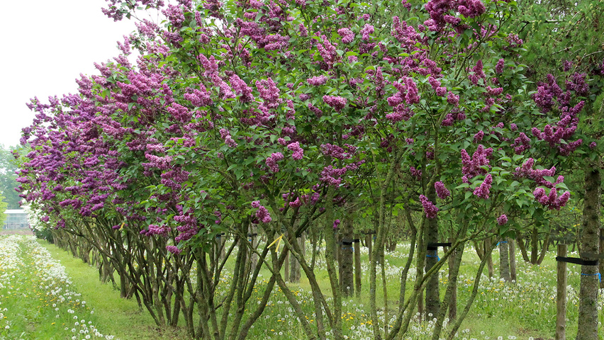 Syringa vulgaris 'Charles Joly' Многоствольные зонтичные формы