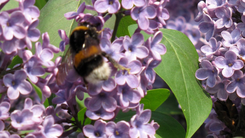 Syringa vulgaris bloem
