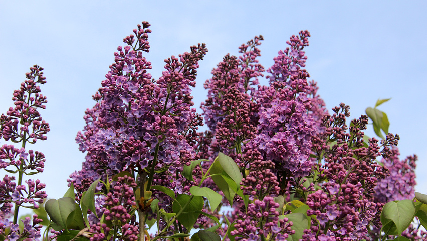 Syringa vulgaris bloem