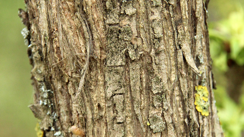 Syringa vulgaris 'Katherine Havemeyer' Rinden