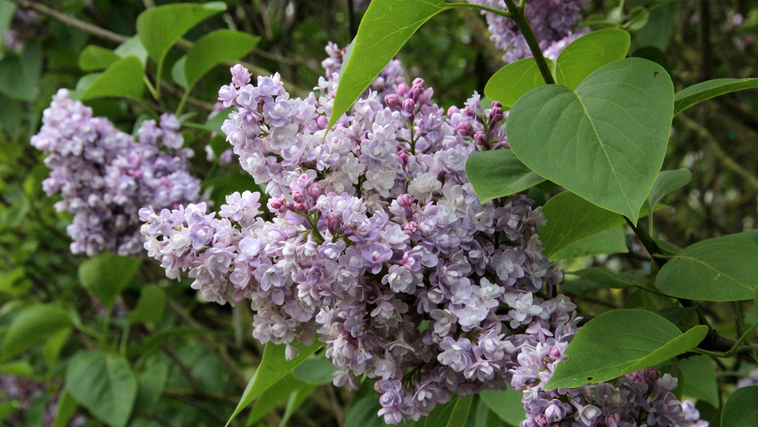 Syringa vulgaris 'Katherine Havemeyer' Blumen