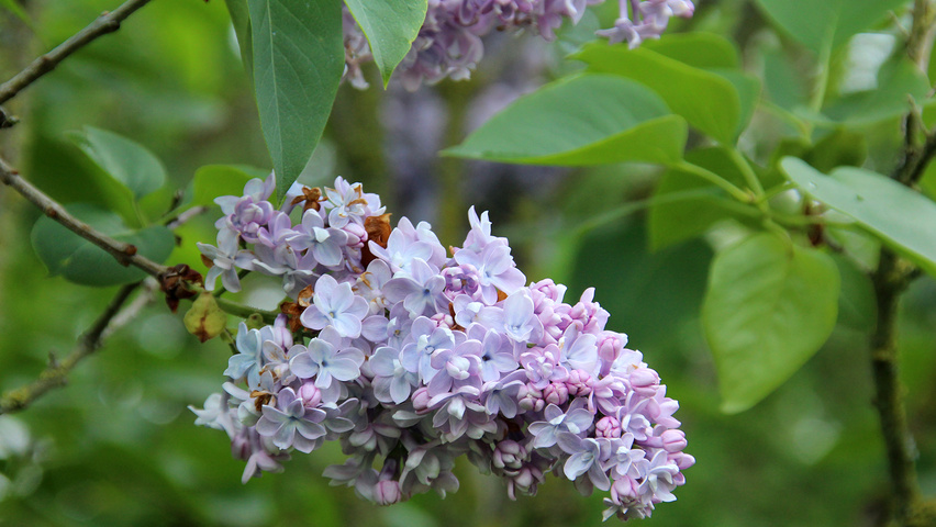 Syringa vulgaris 'Katherine Havemeyer' Blumen