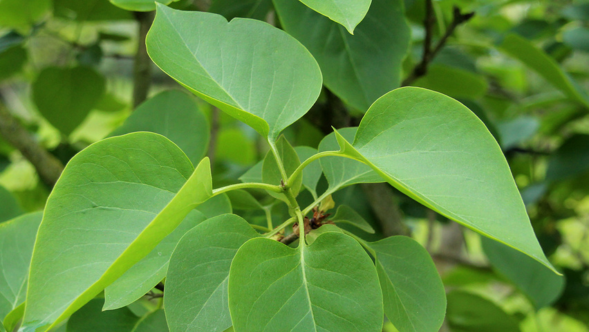 Syringa vulgaris 'Katherine Havemeyer' Blatt