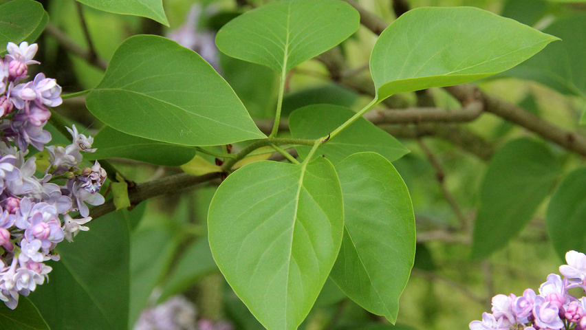 Syringa vulgaris 'Katherine Havemeyer' Blatt