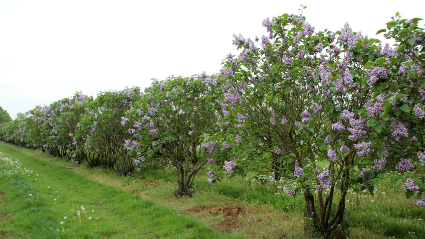 Syringa vulgaris 'Katherine Havemeyer' mehrstämmige
