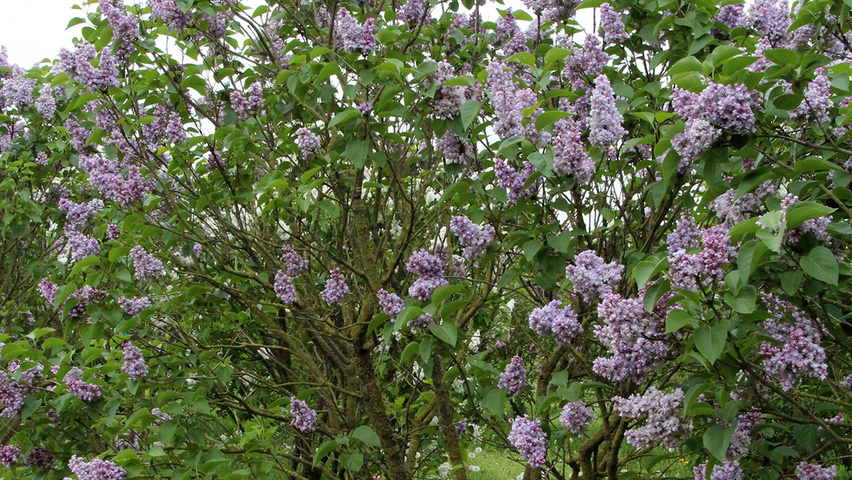 Syringa vulgaris 'Katherine Havemeyer' mehrstämmige