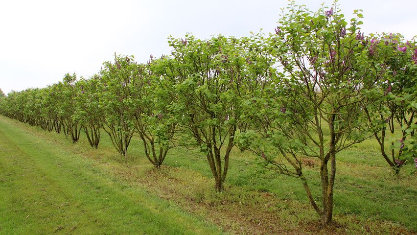 Syringa vulgaris 'Katherine Havemeyer' mehrstämmige Schirmform