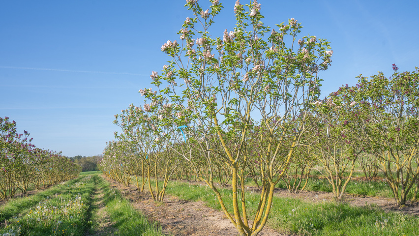Syringa vulgaris 'Krasavitsa Moskvy' Многоствольные деревья