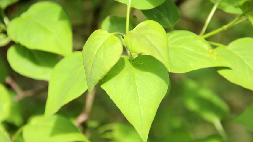 Syringa vulgaris blad