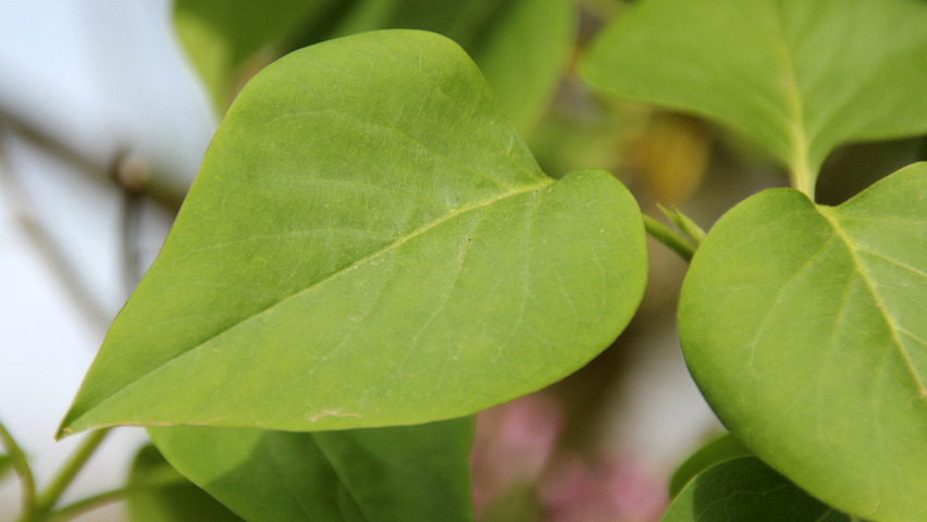 Syringa vulgaris blad