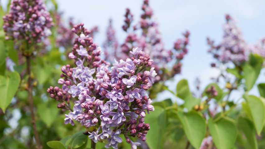 Syringa vulgaris 'Michel Buchner' kwiaty