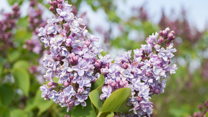 Syringa vulgaris 'Michel Buchner' kwiaty