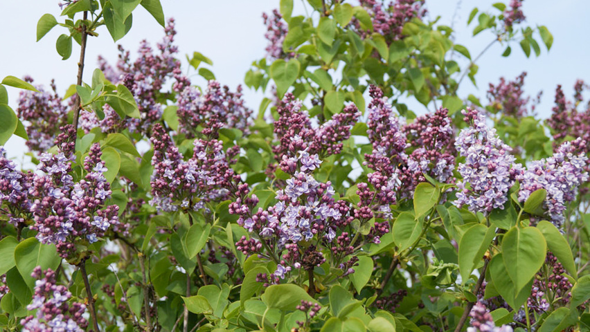 Syringa vulgaris 'Michel Buchner' kwiaty