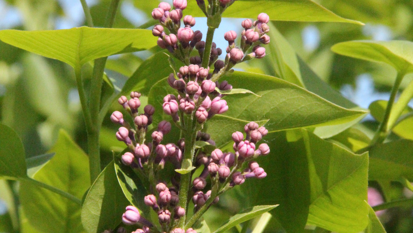Syringa vulgaris 'Michel Buchner' kwiaty