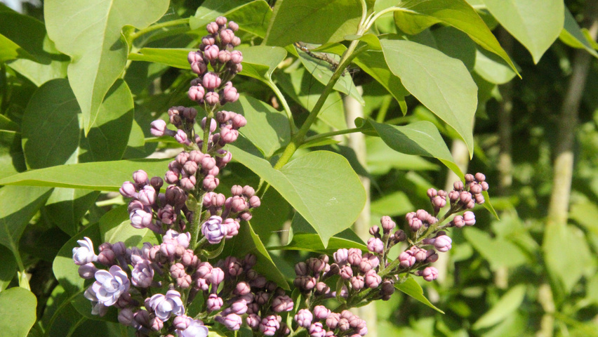 Syringa vulgaris 'Michel Buchner' kwiaty