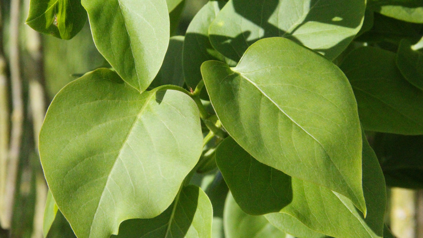 Syringa vulgaris 'Michel Buchner' liście