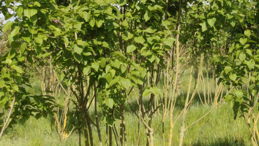 Syringa vulgaris 'Michel Buchner' krzewy soliterowe