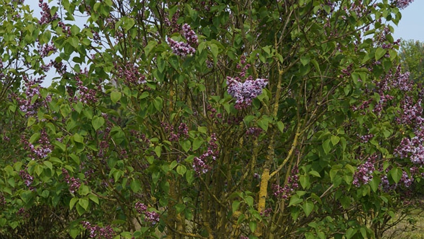 Syringa vulgaris 'Michel Buchner' krzewy soliterowe