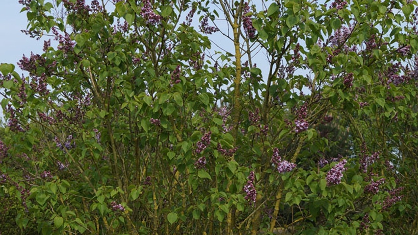 Syringa vulgaris 'Michel Buchner' krzewy soliterowe