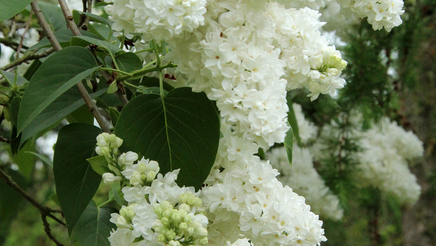 Syringa vulgaris 'Mme Lemoine' kwiaty