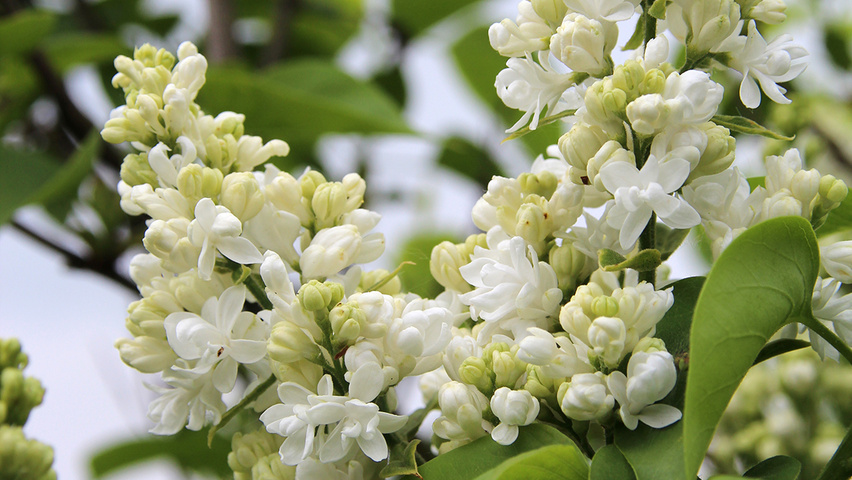 Syringa vulgaris 'Mme Lemoine' kwiaty