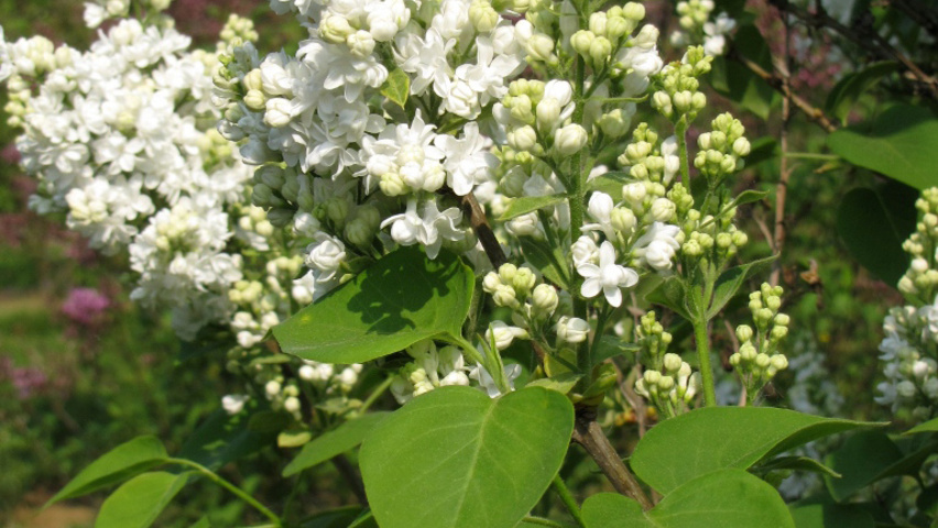 Syringa vulgaris 'Mme Lemoine' kwiaty