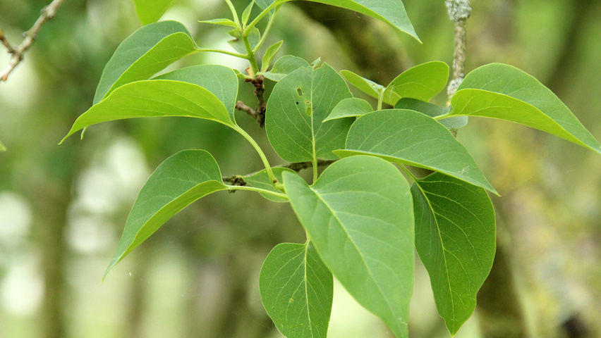 Syringa vulgaris 'Mme Lemoine' liście